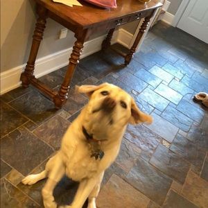 Meet your Posher, Ella